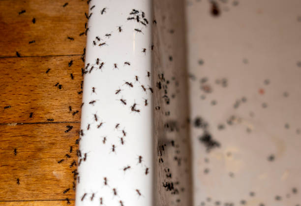 Trusted Lakeside, OR Pest Control Experts