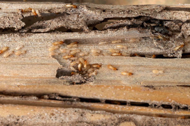 Best Pest Removal Services  in Lakeside, OR